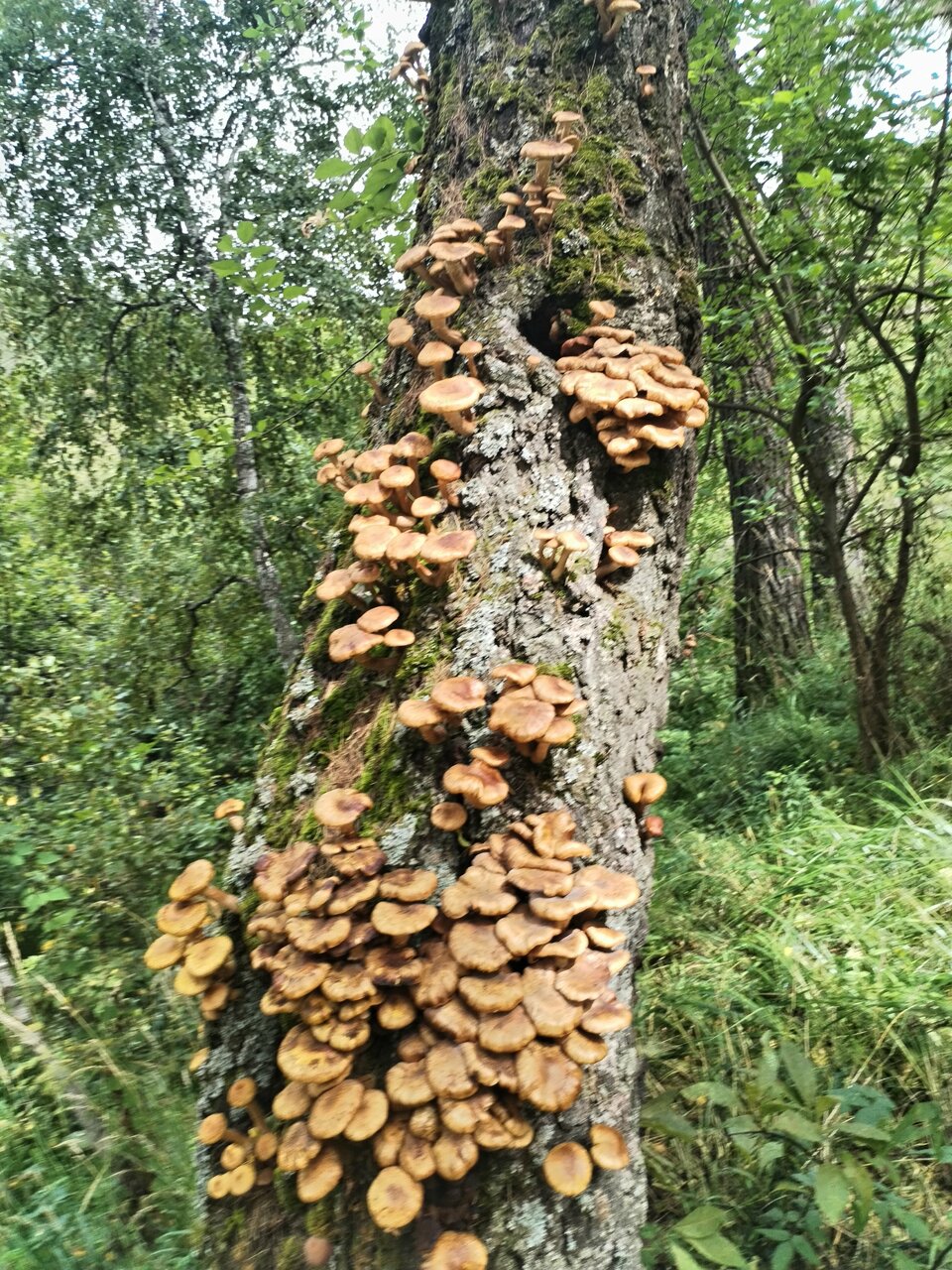 Гостиница Кизиловая Новоабзаково-47