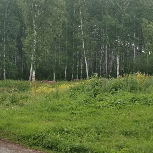 Гостиница Кизиловая Новоабзаково-90