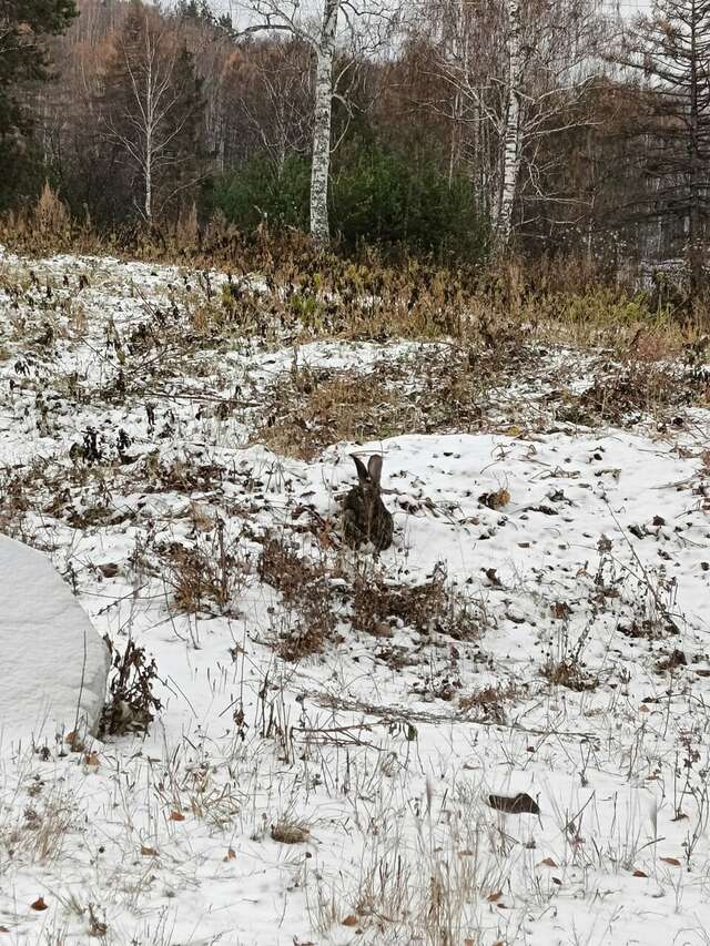 Гостиница Кизиловая Новоабзаково-64