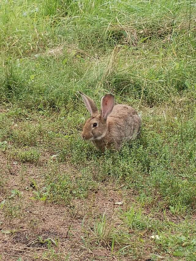 Гостиница Кизиловая Новоабзаково-16